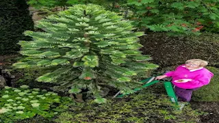 تعود لعصر الديناصورات.. شجرة  تنتج بذورا بقيمة ربع مليون جنيه (صور)