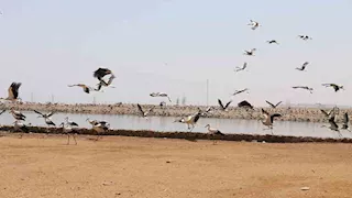 آلاف الطيور الحوامة تُبهر السياح في سماء شرم الشيخ (صور)