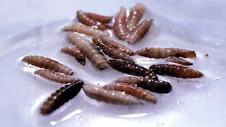 بعد إعلان أول إصابة بـ"الدودة الحلزونية".. الأعراض وطرق الوقاية