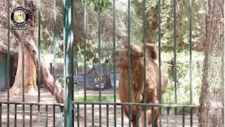 "حيوانات جديدة".. وزير الزراعة يكشف لـ"مصراوي" ملامح تطوير حديقة الحيوان بالجيزة (صور)