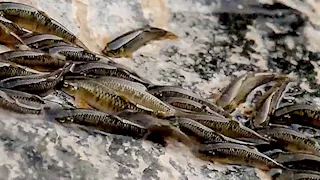 أسماك صغيرة تتسلق شلالا شاهقا في البرازيل بطريقة مذهلة "فيديو"