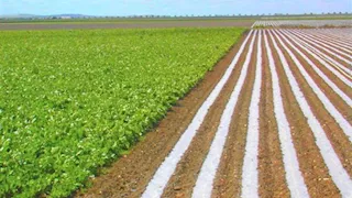 تحركات قوية منذ الاستحواذ.. سهم "العربية لاستصلاح الأراضي" يتصدر ارتفاعات البورصة اليوم