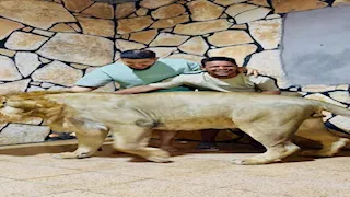 بعد القبض عليه.. آخر ما قاله صاحب فيديو الأسد ردا على من حرّضوا لحبسه