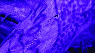 اكتشاف وشوم على جسد مومياء ماتت منذ نحو 2000 عام "صور"