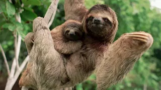 كيف تبقى الحيوانات الأبطأ على قيد الحياة؟