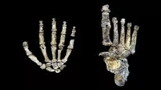 من الزحف إلى الوقوف.. دراسة تكشف كيف سار البشر على قدمين "صور"