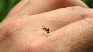 بعد موجة تفشٍ.. الصين تواجه "الشيكونجونيا" بإجراءات صارمة