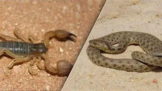 بسبب الحر الشديد.. 5 إصابات بلدغات العقارب والطريشة في الوادي الجديد