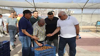  الزملوط: 6900 فدان من نخيل التمور تؤهل الفرافرة للتصدير عالميًا 