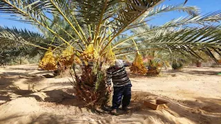 ذهب الصحراء الأورجانيك.. فرحة موسم حصاد البلح البارحي في جنوب سيناء