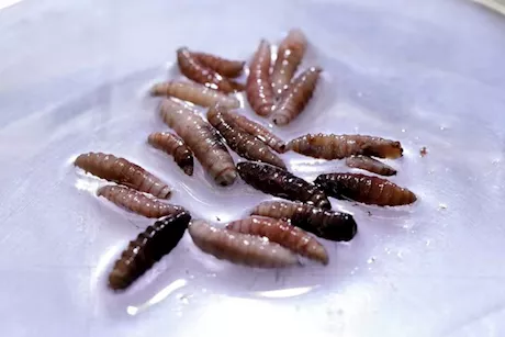 بعد تأكيد أول إصابة في أمريكا.. ما هي الديدان آكلة لحوم البشر ؟ 