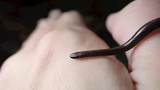 عاد بعد 20 عاما.. ظهور أصغر ثعبان في العالم يحير العلماء