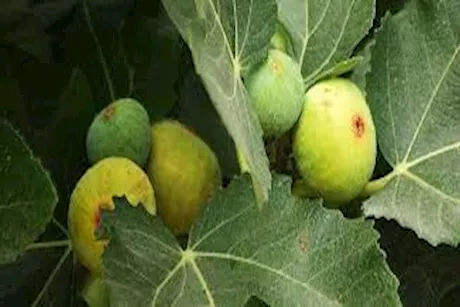 ماذا يحدث لجسمك عند تناول ورق التين؟