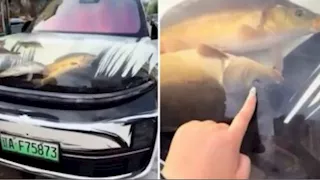 سائق صيني يثير الجدل.. غطاء سيارته شفاف مليء بالأسماك الحية (فيديو)