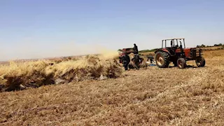 "الذهب الأصفر" يزين المنوفية.. المحافظ يعلن الطوارئ لاستقبال 170 ألف طن قمح