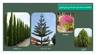 زراعة أشجار بديلة..  تفاصيل مشروع توسعة شارع أبو قير في الإسكندرية -صور