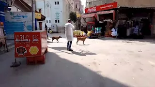 "بينشنوا عليهم".. حملة لتحصين الكلاب عن بُعد بالبحيرة - صور