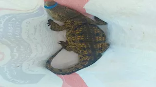 تمساح يثير الذعر بشاطئ في الإسكندرية.. والسلطات تتحرك للتحقيق