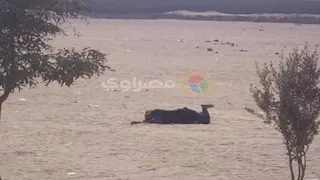 نساء يتدحرجن على الرمال.. طقس غامض في صحراء البهنسا بالمنيا (فيديو وصور)