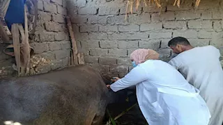 بالصور- تحصين 76 ألف رأس ماشية ضد فيروس SAT-1 بأسيوط 