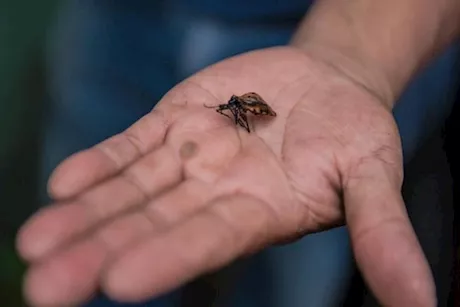 مضاعفاته قد تصل للوفاة- دليل شامل عن داء شاغاس