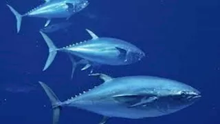 بـ3 ملايين دولار.. 5 صور لـ أغلى سمكة في العالم