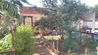 جنة فواكه في مدرسة بالبحيرة.. أشجار مثمرة تزين الفناء (صور)