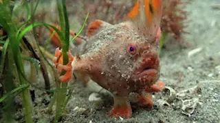 السمكة الوردية ذات “اللحية”.. اكتشاف يثير الدهشة (صور)