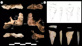 اكتشاف عظام تعود لإحدى أقدم جرائم القتل في التاريخ "صور"
