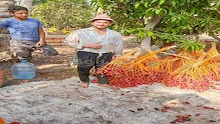 "يا بلح زغلول".. فرحة أهالي البحيرة بموسم الحصاد 