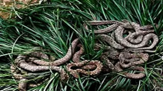 مشهد غير مألوف.. ثعبان البحر الأزرق يظهر قرب شواطئ إندونيسيا بألوان مبهرة