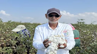 حكاية الذهب الأبيض.. حين يزهر القطن في حقول البياضية -صور