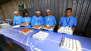 من التعثر إلى إنتاج 60 مليون بيضة.. كيف أعاد الاستثمار الخاص الحياة لمشروع الخانكة؟