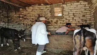 بيطري الإسماعيلية يحقق نسب تحصين قياسية للماشية ضد الحمى القلاعية 