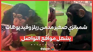 شمبانزي صغير مدمن ريلز وفيديوهات يشعل مواقع التواصل