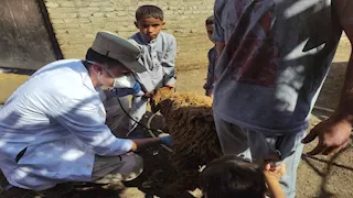 لحماية الثروة الحيوانية.. قافلة بيطرية في قرى ووديان شرم الشيخ (صور)