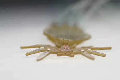 روبوتات مرنة مستوحاة من العنكبوت لعلاج أمراض الجهاز الهضمي