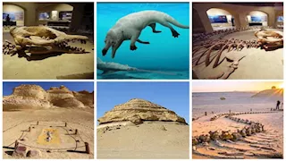 هياكل عملاقة وحفريات نادرة.. أسرار يكشفها "وادي الحيتان" بالفيوم (صور)