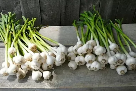 ماذا يحدث لجسمك عند مضغ أوراق الثوم الأخضر؟.. طبيب يوضح