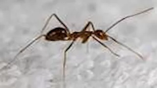 نملة تحول حياة سيدة إلى جحيم.. وطبيب عيون ينهي معاناتها بعد 3 أيام