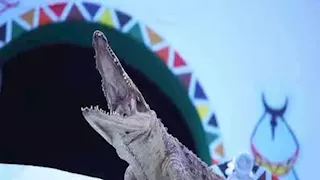 بالصور- تماسيح حية تعيش داخل منازل بأسوان.. ما القصة؟