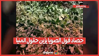 بعد زراعة 57 ألف فدان بالمحصول .. حصاد فول الصويا يزين حقول المنيا
