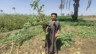 بعد زراعة 57 ألف فدان.. حصاد فول الصويا يزين حقول المنيا -فيديو وصور 