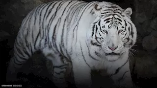 التفاصيل الكاملة لواقعة سرقة وبيع "نمر أبيض" من سيرك أنوسة كوتة بمطروح