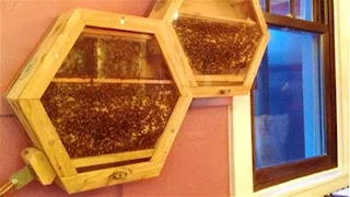  ما حكم تربية النحل في المنازل وأكل العسل من مصدر مجهول؟.. أمين الفتوى يجيب