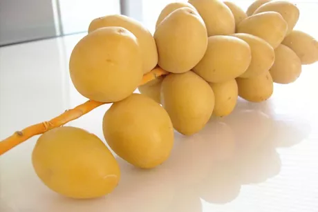 ما هو تأثير البلح البرحي على الجسم؟