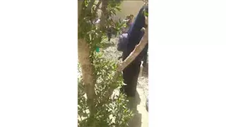 بقايا أشجار تعيق حركة دخول وخروج تلاميذ مدرسة بأكتوبر.. وتحرك من "التعليم"