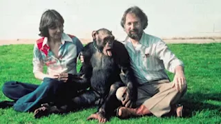 أوليفر.. 14 صورة للشمبانزي الغامض الذي حير علماء العالم 50 سنة