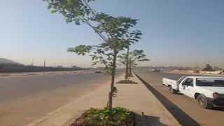 التنمية المحلية: بدء زراعة محور صلاح سالم الجديد -صور