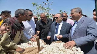 3214 فدانًا من الذهب الأبيض.. موسم جني القطن يبدأ في أسيوط- فيديو وصور